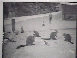 Wallabies, Jenolan caves
