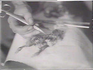 Diseased baby chickens, being dissected