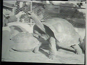 Taronga Park - tortoise