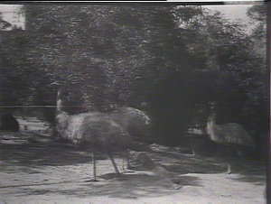 Taronga Park Zoo. Emu