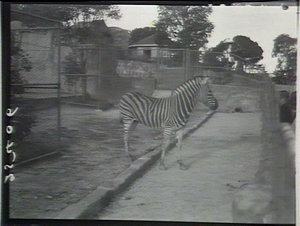 Taronga Park - zebra