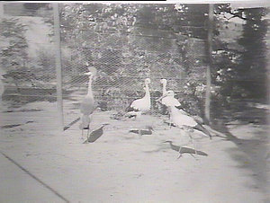 Taronga Park Zoo. Cranes