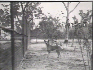 Taronga Park Zoo. Dingo