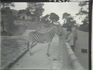 Taronga Park - zebra