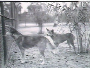 Taronga Park Zoo. Dingoes