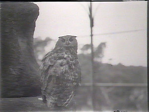Taronga Park Zoo. Owl