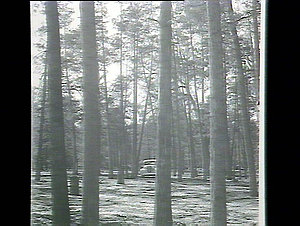 [Pilliga National Forest], 1939