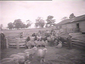 Trainees at sheep instructions, Scheyville Farm