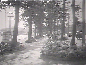 Pine trees at Manly Pool showing tablet of Captain Arth...