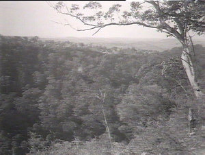 Panorama, looking towards Byron Bay from Minyon Falls