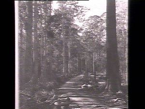 Moonpar State Forest: road scene