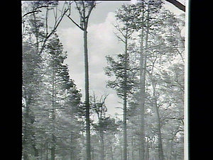 Ironbark & pine: Orr State Forest