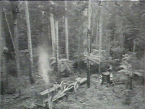 Hauling blackbutt, Whian Whian Forest
