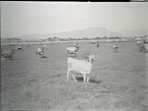 Jersey herd, Murwillumbah