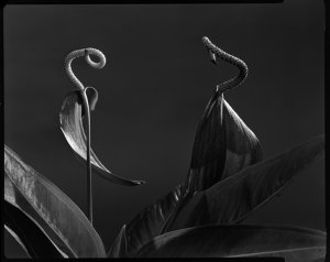 File 23: Anthurium at night, December 1982 / photograph...