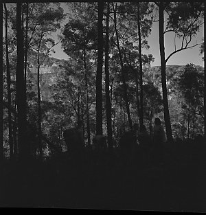 File 23: Blue Gum Forest, return walk, 1952 / photograp...