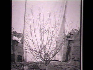 "Five Crown", unpruned, Glen Innes Experimental Farm