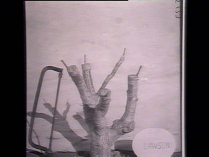 Grafting pear tree, strap graft, Bathurst Experimental ...