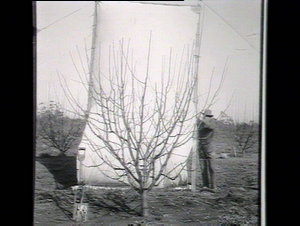 Jonathan unpruned, a tree that receives annual pruning