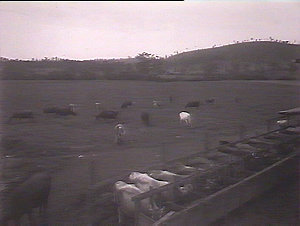 Dairy herd Mr Keech's farm: Wingham