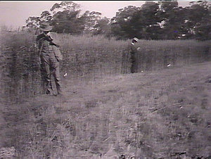 Standing crops, two men, Wagga Experimental Farm