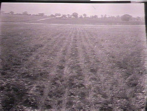 Drills of rape and barley, Bathurst Experimental Farm