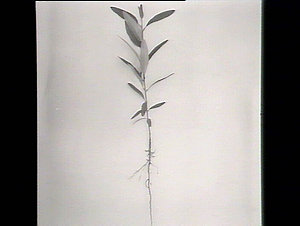 Young eucalyptus (1 plant), photographed in gallery