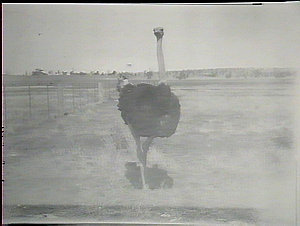 A male ostrich, front view, Yanco Experimental Farm