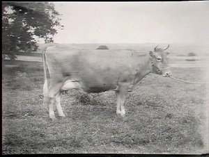 Wollongbar Farm: Guernsey cow `Caress'