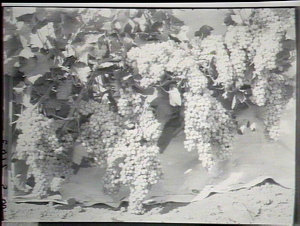 Thompsons Seedless, planted 1908, Yanco Experimental Fa...