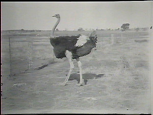 A male ostrich, a good specimen, Yanco Experimental Far...