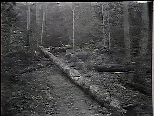A turpentine log, Myall Lakes, North Coast