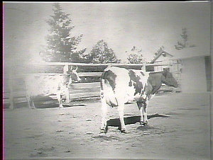 Glen Innes, Farmers Day: type of Ayrshire cow