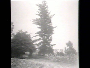 Pinus insignis, Gosford