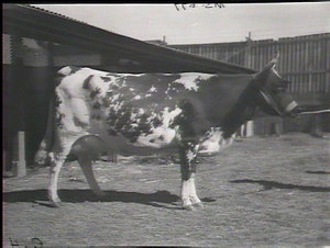 Ayrshire cow, Berry Show exhibits, Sydney Agricultural ...
