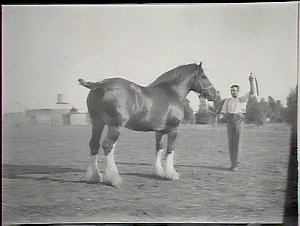 Clydesdale "Claudale", 3/4 view, Yanco Experimental Far...