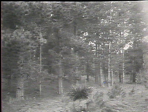 Plantation of matured pines, Gosford