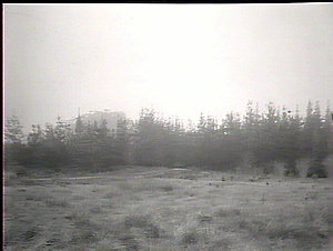 The pine plantation, Gosford