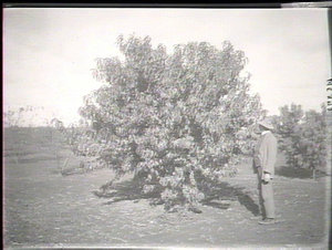 A peach tree: Yanco Experimental Farm