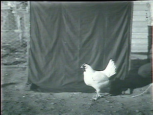 White Leghorn hen No 2. Poultry champions, Bulli