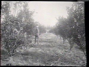 Row of mandarines, Government Orchard, Dural