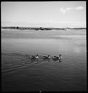 File 09: Ducks at Forster, 1935 / photographed by Max D...