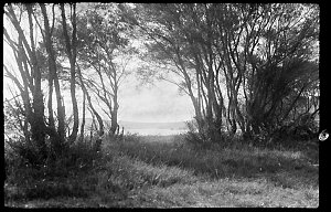 File 23: Palm Beach landscape, 1930 / photographed by M...