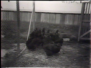 Hawkesbury Farm: Black Orpington cockerel