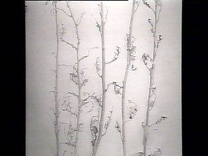 Branches showing disease, copied for artist