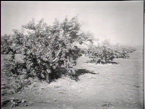 A sample of peach trees in orchard