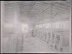 Raymond Terrace Pig Depot: interior of breeding shed