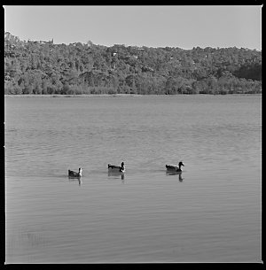 File 20: Narrabeen Lake, October 1984 / photographed by...