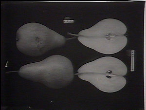 Pears: sections