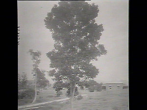 Beefwood tree, Murwillumbah